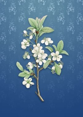 Vintage White Plum Flower