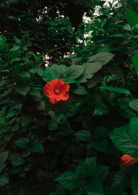 Bright Red Flower