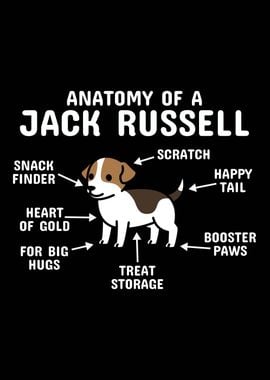 Anatomy Of A Jack Russell 