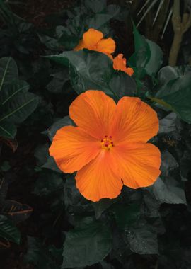 Orange Tropical Flower