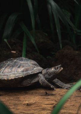 Close Up of Turtle on Log