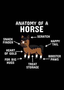 Anatomy Of A Horse