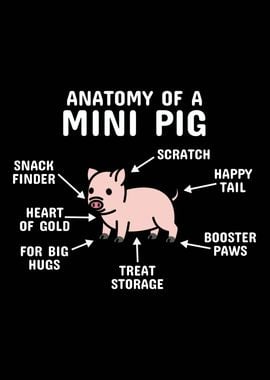 Anatomy Of A Mini Pig