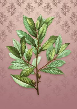 Bay Laurel on Dusty Pink