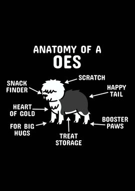 English Sheepdog Anatomy