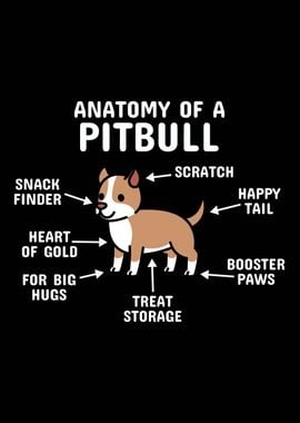 Anatomy Of A Pit Bull