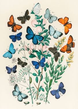 Vintage butterflies 1