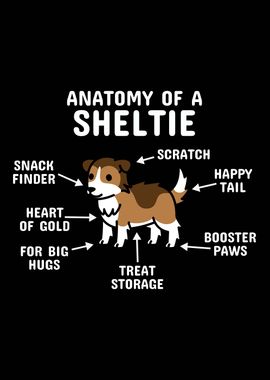 Shetland Sheepdog Anatomy