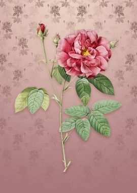 Vintage French Rose