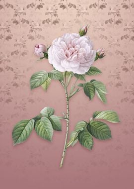 Rosa Alba on Dusty Pink