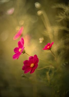 Summer garden, flowers