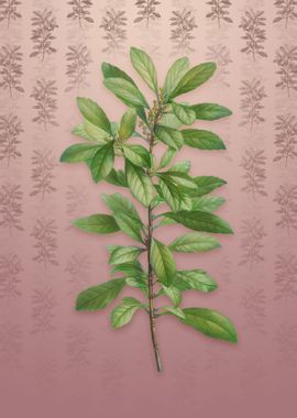 Vintage Firetree Plant