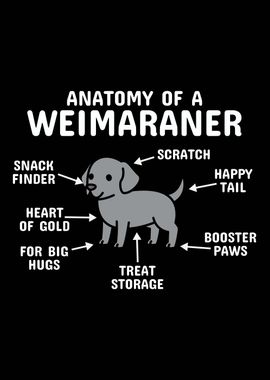 Anatomy Of A Weimaraner