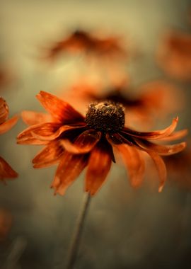 Rudbeckia flowers, garden