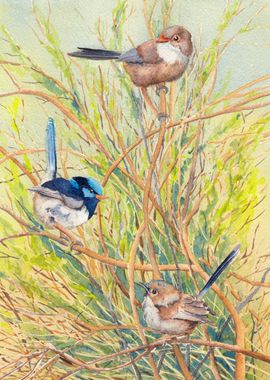 Superb Fairy Wren Family