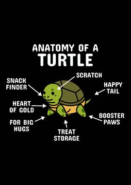 Anatomy Of A Turtle