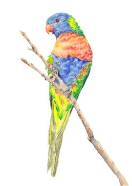 Rainbow Lorikeet Parrot