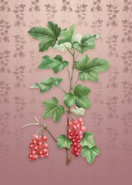 Vintage Redcurrant Plant