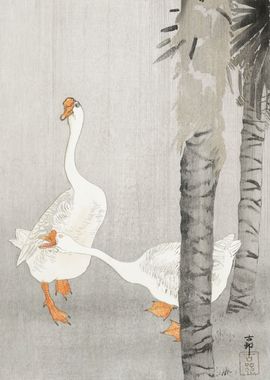 Tame geese in rain 1900 