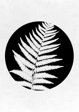 Fern