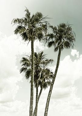 Vintage palm trees