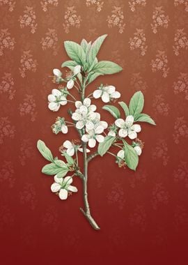 Vintage White Plum Flower