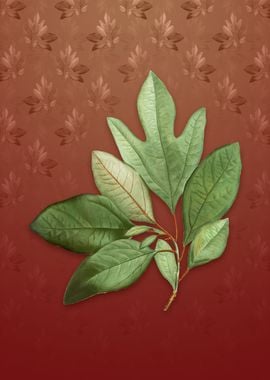 Bay Laurel on Falu Red