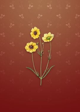 Perennial Dyers Coreopsis