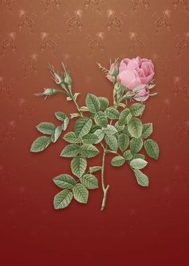 Vintage Dwarf Damask Rose