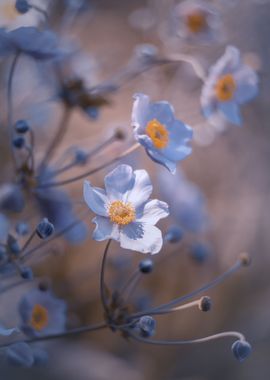 Summer flowers in garden