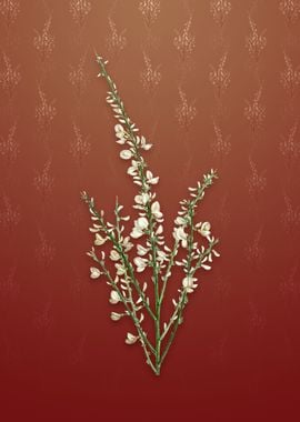 Vintage White Broom on Red