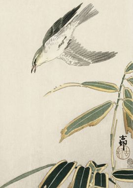 Wheatear in bamboo 1900 