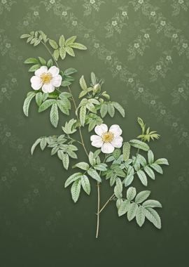 Musk Rose on Lunar Green