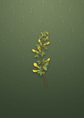 Vintage Common Cytisus