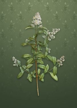 Vintage Wild Privet