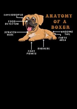 Anatomy Of A Boxer