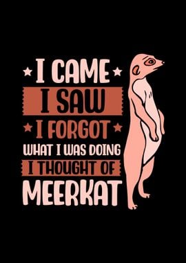 Meerkat