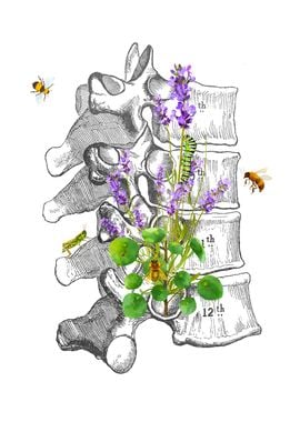 Dorsal Vertebrae Anatomy