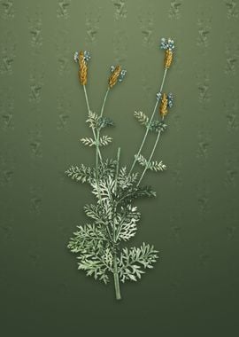 Vintage Spanish Lavender