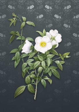 Vintage White Rose of Snow