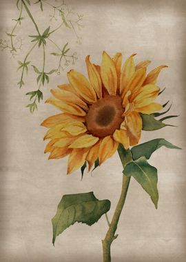 Vintage Sunflower Poster