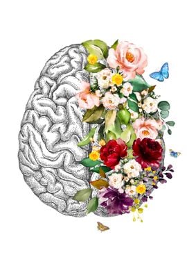 Cerebrum Anatomy