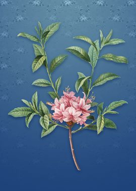 Azalea on Bahama Blue