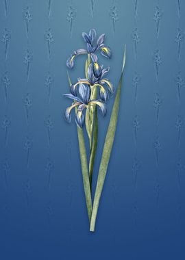 Blue Iris on Bahama Blue