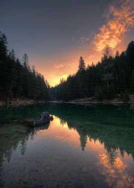 Reflected Forest