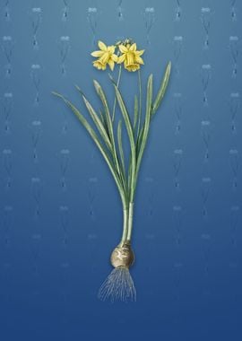 Lesser Wild Daffodil