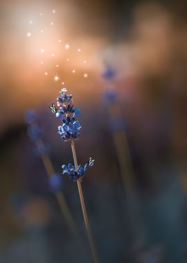 Blue lavender, macro 