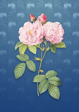 Italian Damask Rose