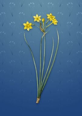 Vintage Rush Daffodil