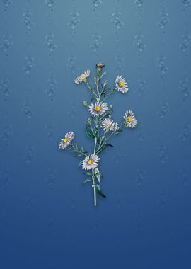 Glaucous Aster Flower